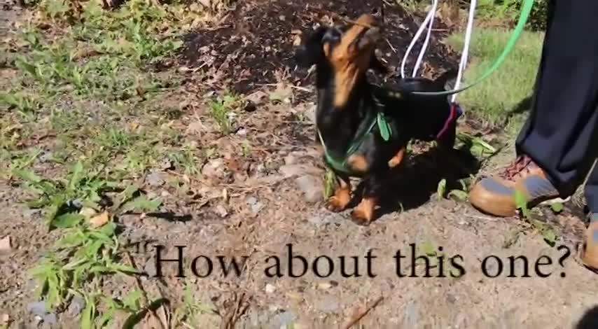 Crusoe's 10 Day Progress Report Post-Back-Surgery