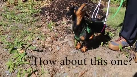 Crusoe's 10 Day Progress Report Post-Back-Surgery