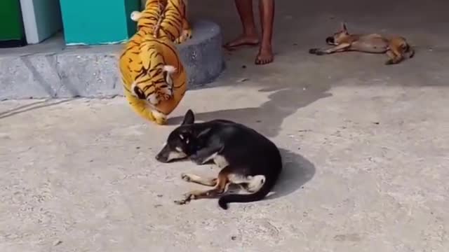 Best Funny Prank Fastest Run Dog when see Fake Tiger at behind so Funny