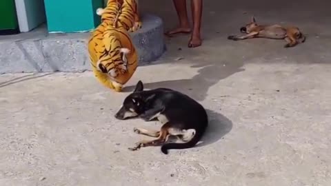 Best Funny Prank Fastest Run Dog when see Fake Tiger at behind so Funny