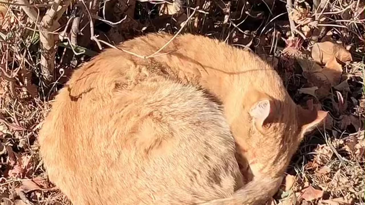 A cute cat sleeps. with one's tongue sticking out