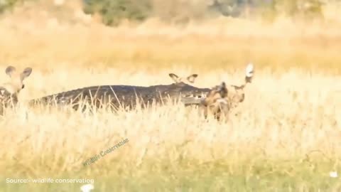 Crocodile Vs Wild Dog fight for Deer