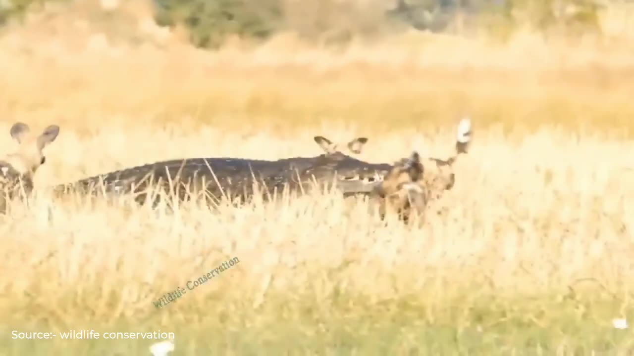 Crocodile Vs Wild Dog fight for Deer