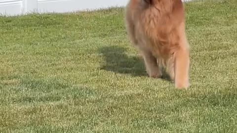 Horse or golden retriever We’ll never know 🐎