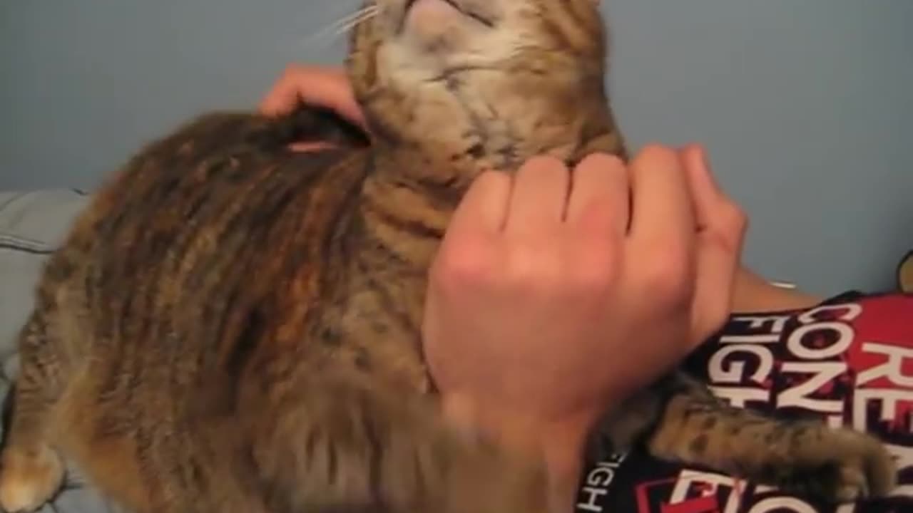 Funny Cat gurgles when petted