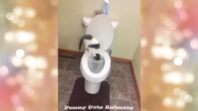 Funny Animals Videos