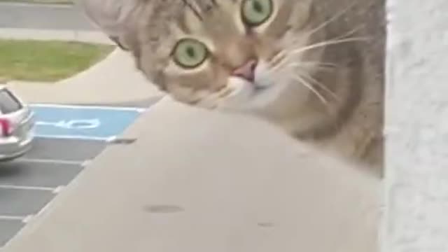 Hilarious and funny cat reaction Part 4: The cat that says "Stop recording!!"