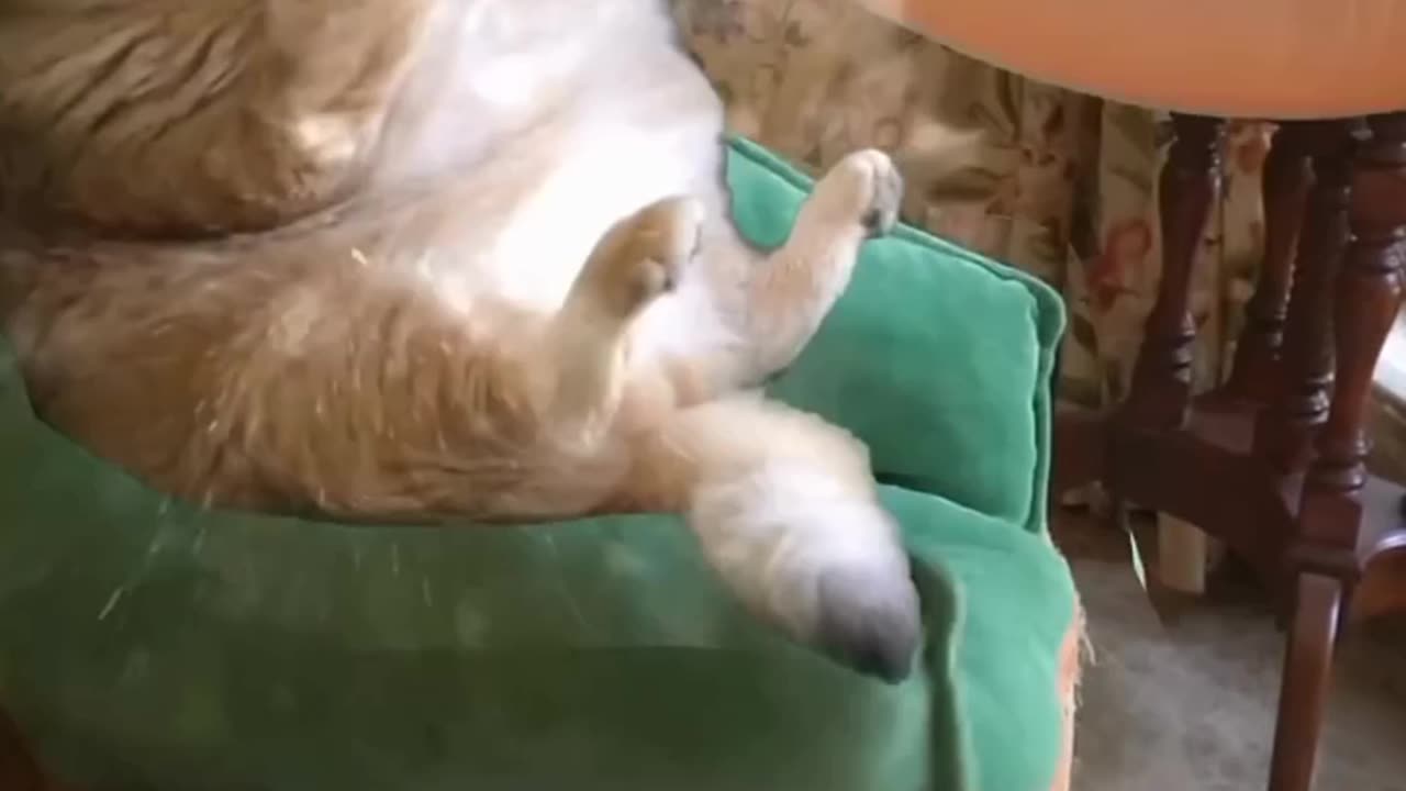 Funny Cat video