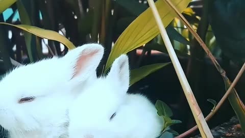 Funny Rabbits