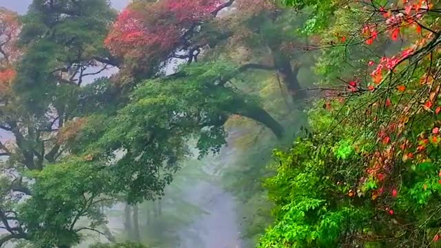 How beautiful autumn is in Shennongjia with fallen leaves