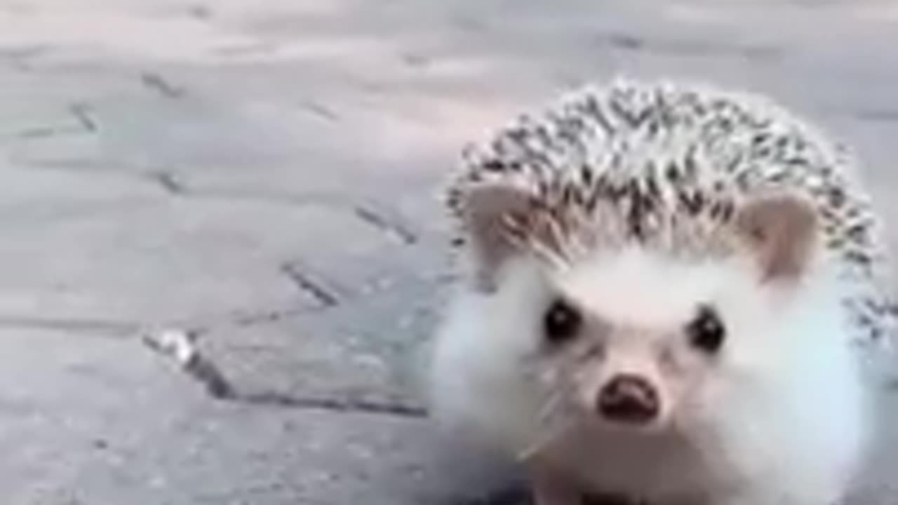 Meet the hedgehog cute animal #viral#short#animal#rumble