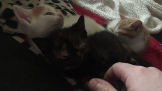 Sleepy 5 week old kittens cute as anything