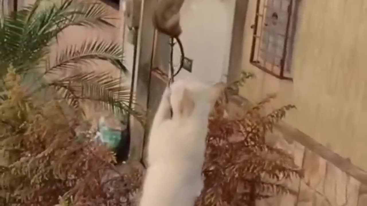 Funny animal video