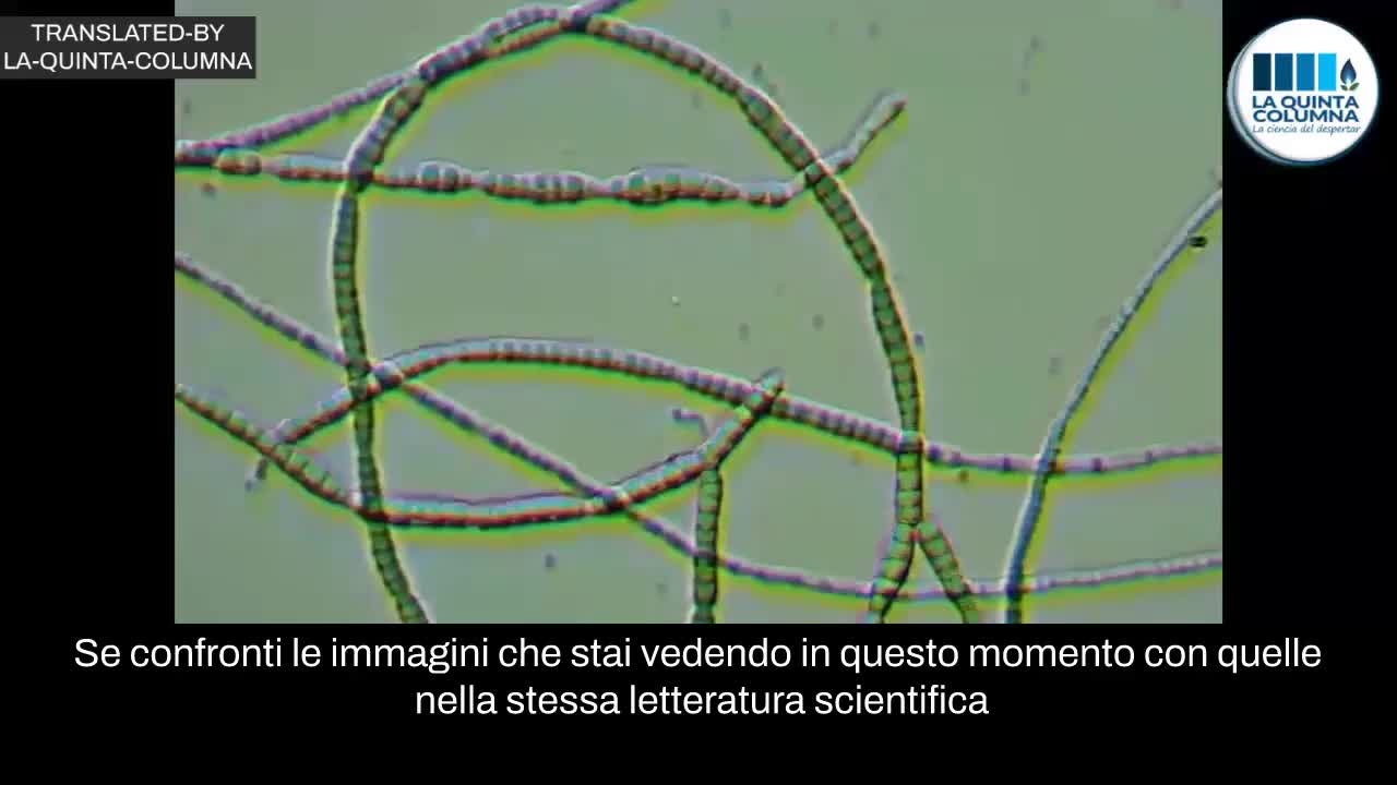 🔬 Analisi al Microscopio 🔬