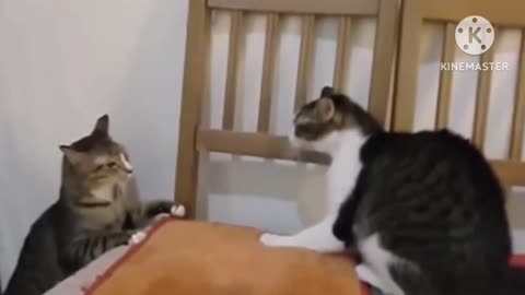 Cat 🤣🤣🤣🤣🤣 video