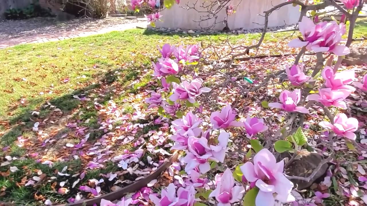 Magnolia Liliiflora Shrub, Mulan Garden, Tulip or Lily Magnolia Flowers