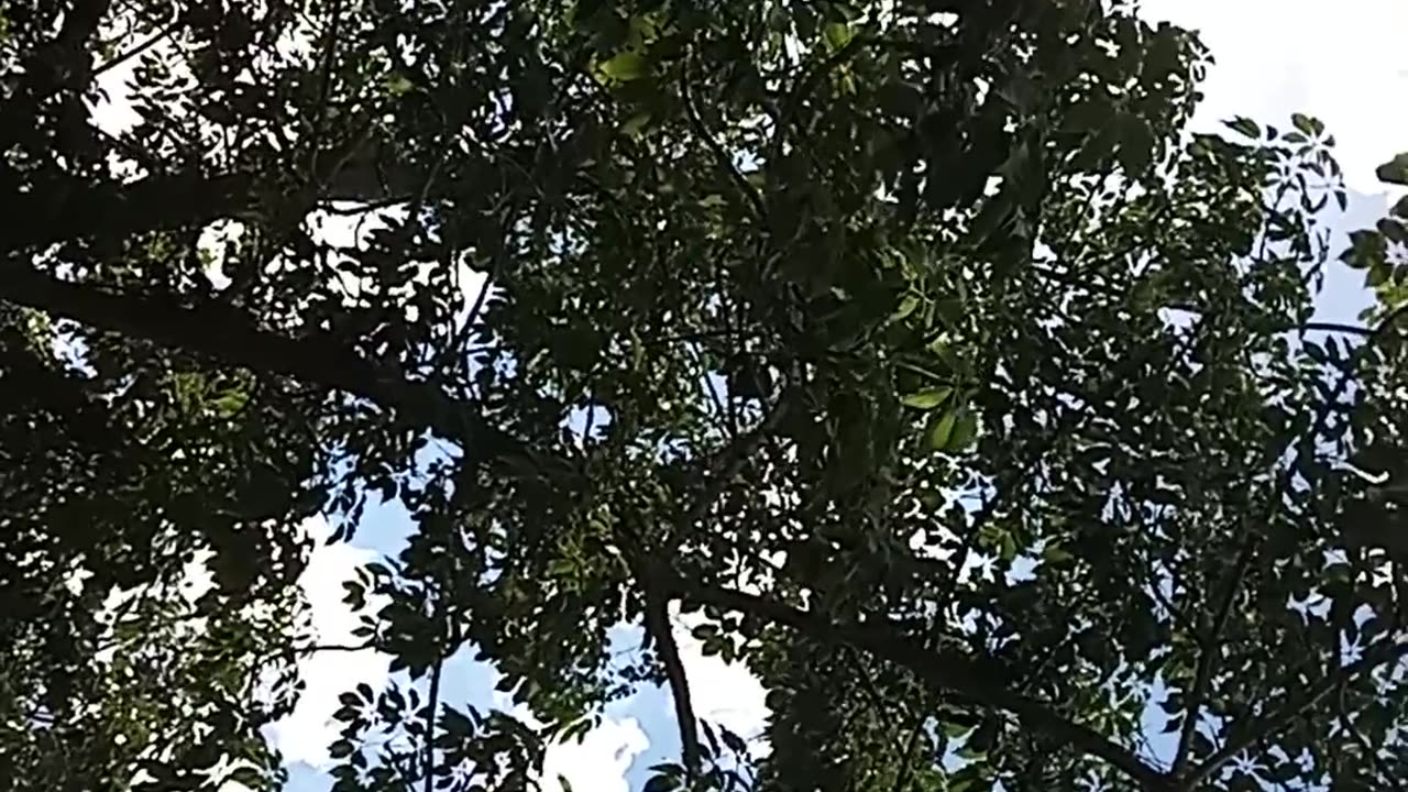 roofing september 2024 pt5