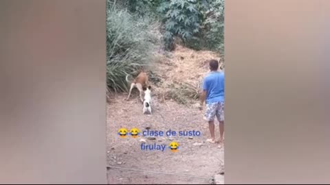 Dog funny videos 🤣🤣
