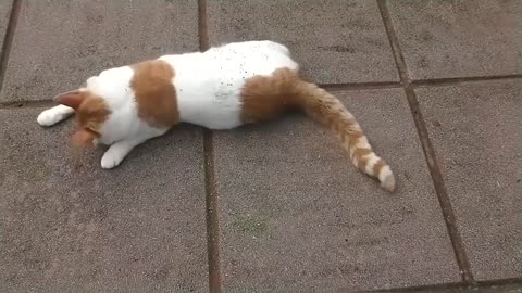 Cat gets high on catnip