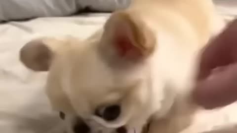 Angry little Dog