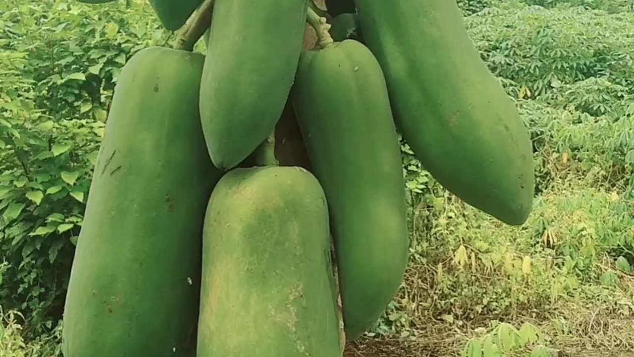 see the cassava garden with rayyan