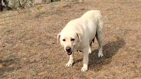 loudspeaker masti #shorts