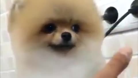 tierno perrito