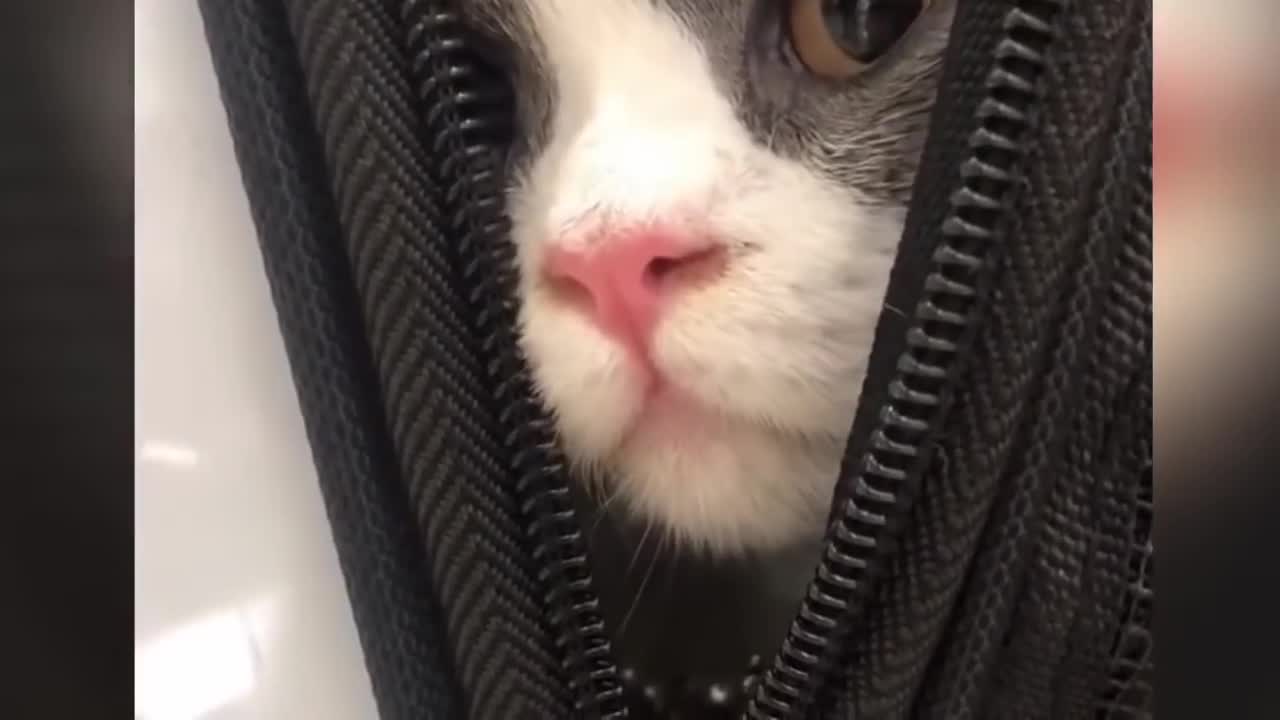 they are cute Cat - Funny Animal video #1