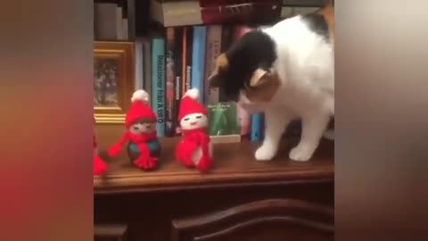 Cats meowing _ Cute Kitten Meowing 🙄😾