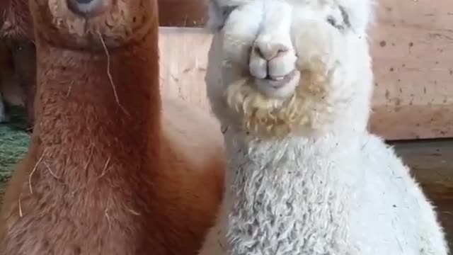 Movies About Animal Videos to Watch When You’re Bored at Home