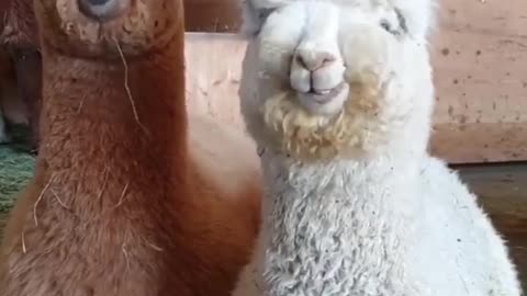 Movies About Animal Videos to Watch When You’re Bored at Home