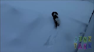 Winter In Michigan with the dog