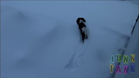 Winter In Michigan with the dog