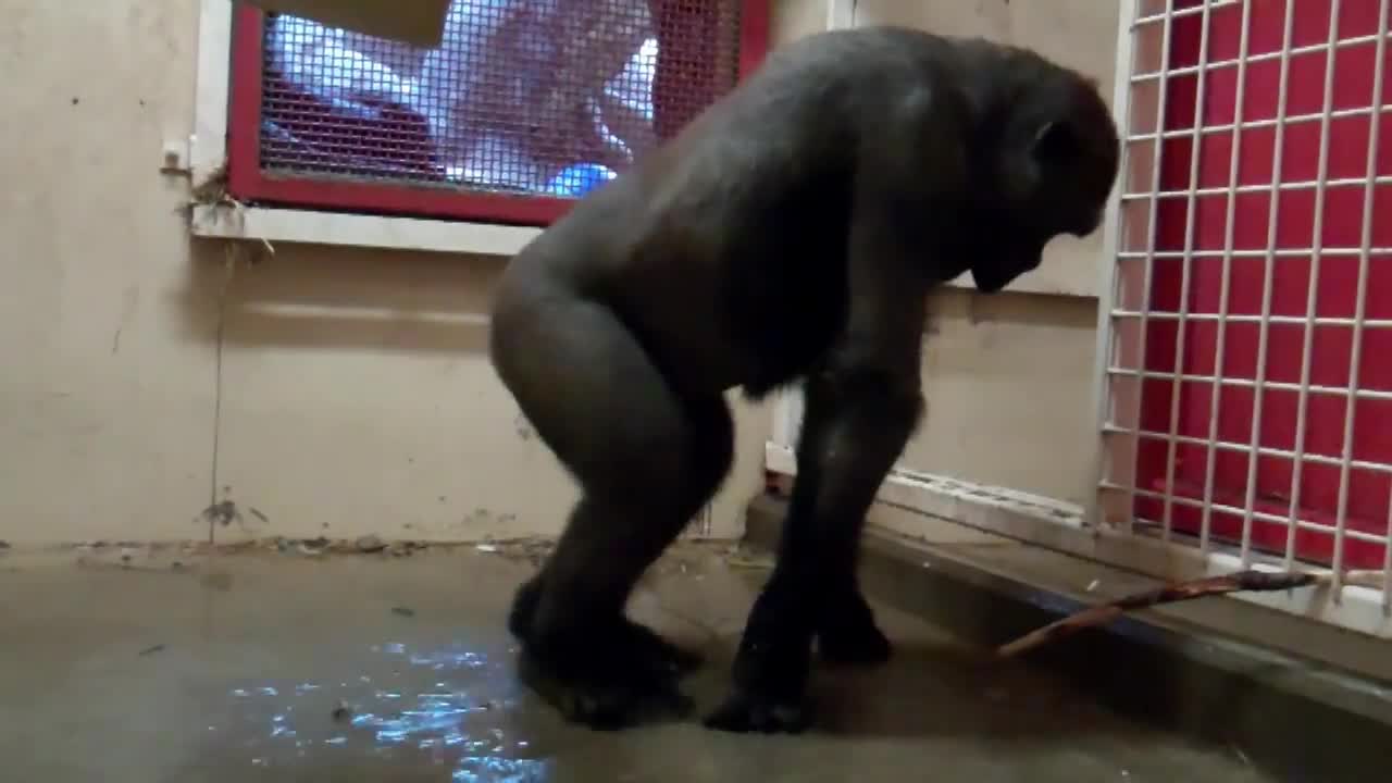 Break Dancing Gorilla at the Calgary Zoo