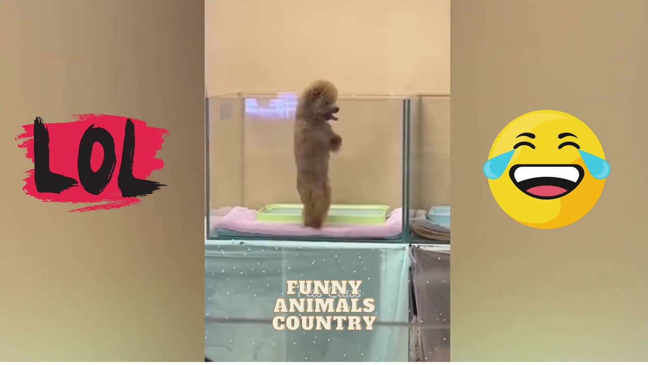 Funniest animals 2024
