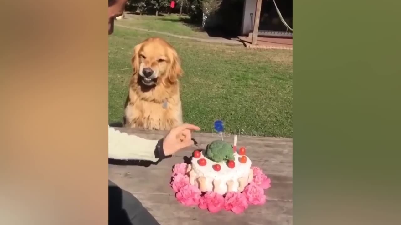 Dog reaction to cutting cake ___ funny dog wathes cake cutting