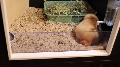 Guinea pig giving birth