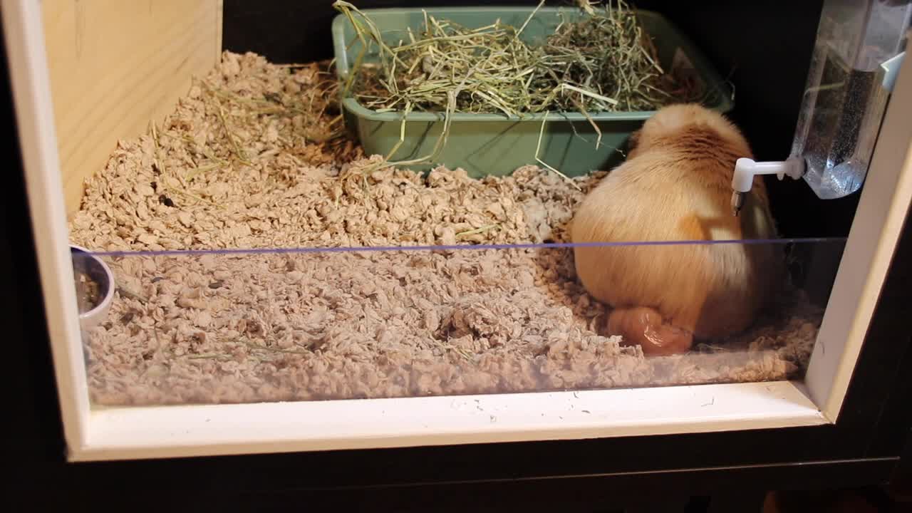 Guinea pig giving birth