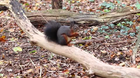 squirrel eats..