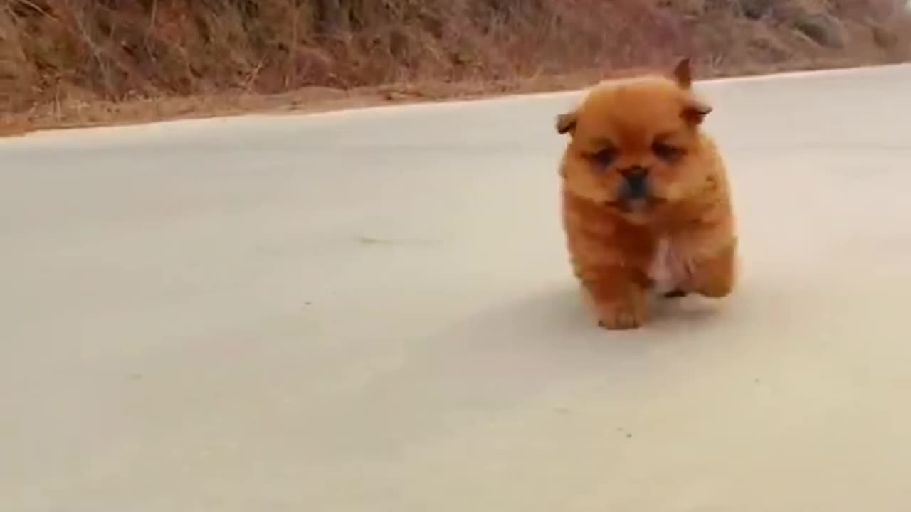 A dog like a plush toy cute pet dog