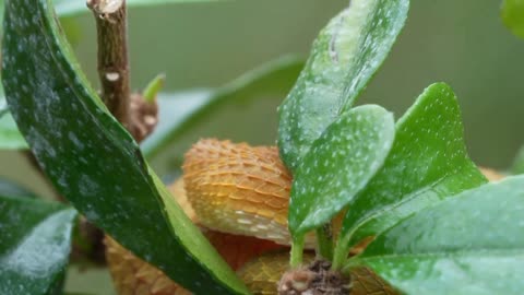 Psychopathic Reptile and Dangerous Snake: The Bush Viper