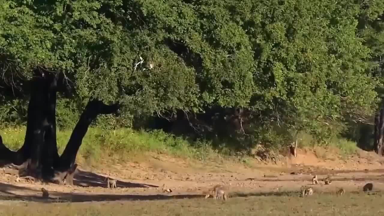 How Golden Eagle Attacks Fox From The Sky