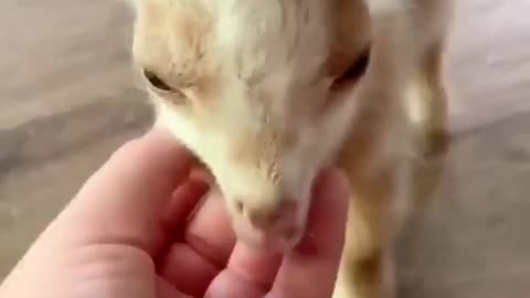 Very cute baby goat #shorts #viral #shortsvideo #video