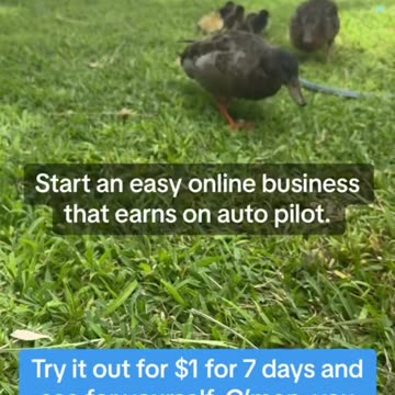 Stop ducking around!!