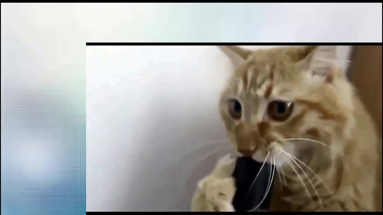 the cutest cats in the world