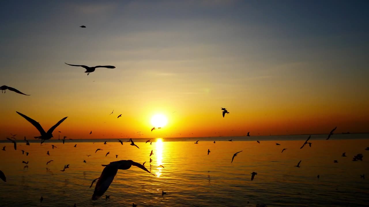 sunset and migratory seagulls