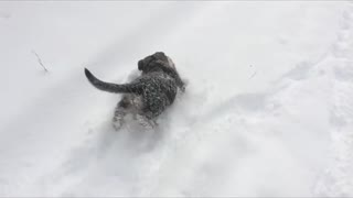 GERMAN SHEPHERD PUPPIES PLAY IN THE SNOW!