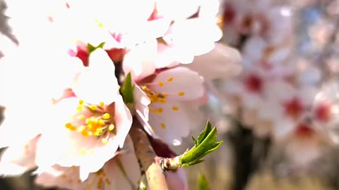 Almond blossom in Kashmir valley, India