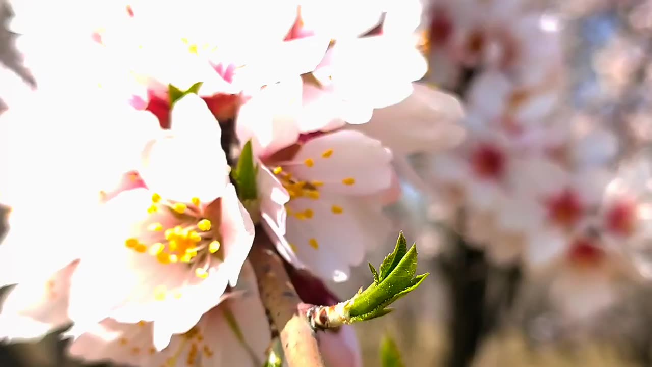 Almond blossom in Kashmir valley, India