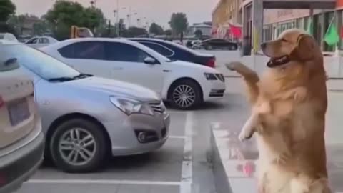 The best parking assistent..